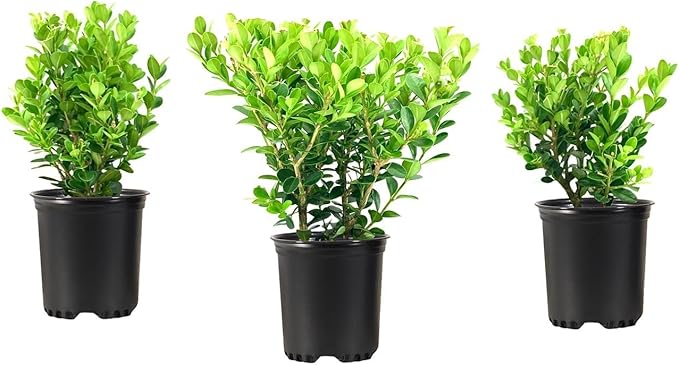 Wintergreen Boxwood | 1 Quart Size Plant | Buxus Microphylla | Evergreen Shrub, Dense Foliage, Formal Garden, Low Maintenance, Privacy Hedge, Year-Round Interest, Landscaping Shrub