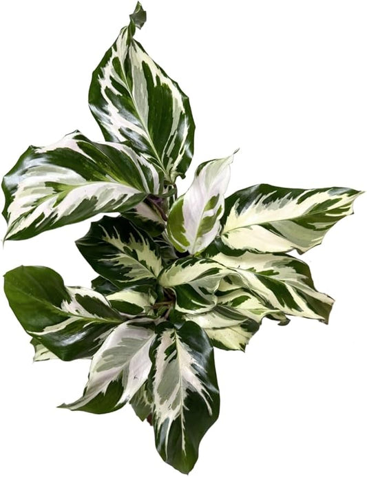 CoollectivePlants Calathea Stella - Live Calathea Plant in 6″ Growers Pot, Easy Indoor House Plants, Pet Friendly Plants Indoor, Low Maintenance Houseplant
