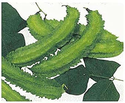 Winged Bean Seeds - Almost All Parts of The Plant are Edible. Once Considered The Food That Could Feed The Planet