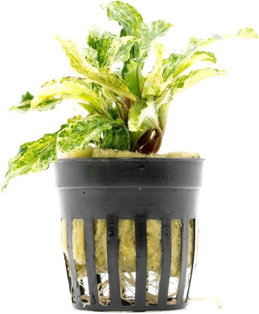 SubstrateSource Bucephalandra Variegated Green Wavy Marble Potted Live Aquarium Plant - Natural Freshwater Fish Tank Decorations, Aquatic Décor