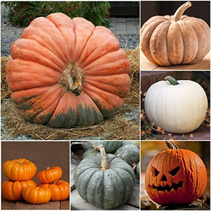 Seed Needs Spooky Blend Pumpkin Seeds - 30 Heirloom Seeds for Planting (Lumina White, Jack O Lantern, Baby Boo, Blue Jarrahdale, Cinderella & More!) Non-GMO & Untreated (1 Small Pack)
