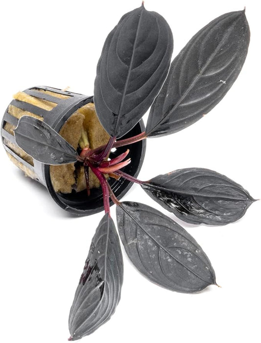 SubstrateSource Bucephalandra Dark Skeleton King Potted Live Aquarium Plant - Natural Freshwater Fish Tank Decorations and Aquatic Décor