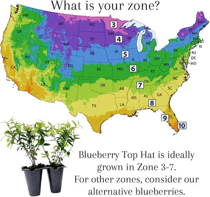 Pink Lemonade Blueberry (Top Hat)