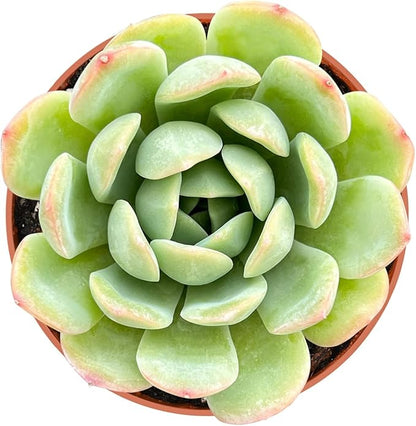 4-inch Succulent Echeveria 'Suryeon', Live Succulents Plants Fully Rooted in Pots with Soil, Easy-Care House Plants for DIY, Home Office Decoration