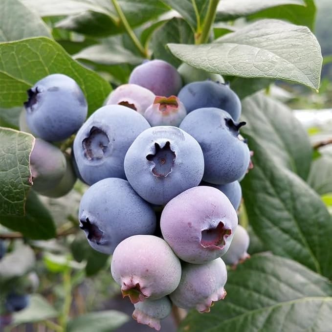 Pink Lemonade Blueberry (Legacy)