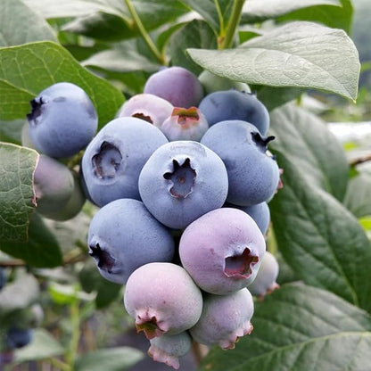 Pink Lemonade Blueberry (Legacy)