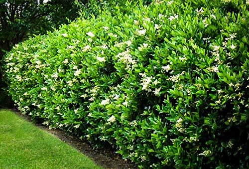 Curled Leaf Privet | 1 Live Quart Size Plant | Ligustrum Japonicum Recurvifolium, Evergreen Flowering Privacy Hedge, Ornamental Shrub for Lush Landscapes