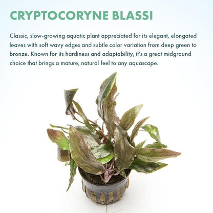 SubstrateSource Live Plants - Cryptocoryne Wendtii 'Florida Sunset' (Cryptocoryne wendtii) - Medium to High Light, Pink-White Accent for Midground Freshwater Aquarium Aquascaping - Pot