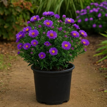 Perennial Farm Aster Novae-Angliae 'Purple Dome' – Live Dwarf New England Perennial in #1 Container, Compact Habit with Violet-Purple Blooms, Late Season, Pollinator Friendly, Ideal for Borders & Beds