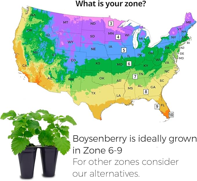 Boysenberry Plant (4 Pack) | Live Fruit Plant for Planting | Large, Juicy & Sweet Berries | Thorny & High-Yielding Variety | Grow Your Own Food in Your Edible Organic Garden | Perfect for Fresh Eating