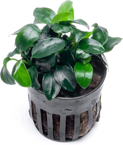 SubstrateSource Anubias Live Aquarium Plants - Potted Freshwater Plant for Fish Tanks, Terrariums - Beginner Friendly Low Light (Nana Petite, 1 Pot)