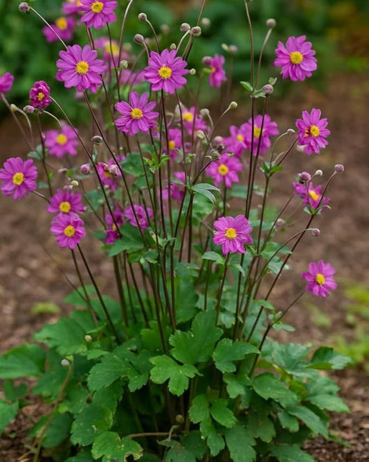 Perennial Farm Anemone x Hybrida 'Pamina' – Live Windflower in #1 Container, Semi-Double Deep Rose-Pink Blooms, Long Blooming, Deer Resistant, Perfect for Borders, Shade & Pollinator Gardens