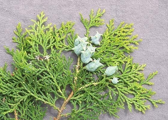 Blue Cone Arborvitae | 3 Live Gallon Size Plants | Vibrant Blue-Green Foliage for Landscaping, Hedges, and Privacy Screens, Drought and Deer Tolerant