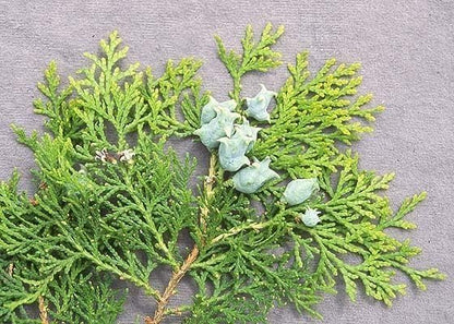 Blue Cone Arborvitae | 2 Live Gallon Size Plants | Vibrant Blue-Green Foliage for Landscaping, Hedges, and Privacy Screens, Drought and Deer Tolerant