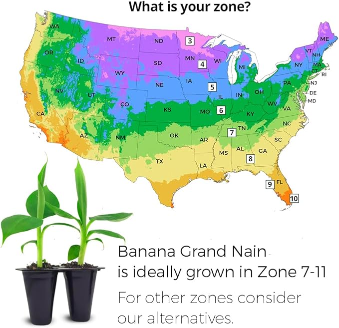 Banana Trees Grand Nain (4 Pack) | Easy to Grow Banana Plants | Edible Fruit Live Plant for Sustainable Living | Grow Your own Food on Your Edible Organic Garden| Live for Planting|