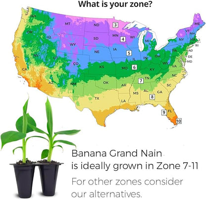 Banana Trees Grand Nain (4 Pack) | Easy to Grow Banana Plants | Edible Fruit Live Plant for Sustainable Living | Grow Your own Food on Your Edible Organic Garden| Live for Planting|