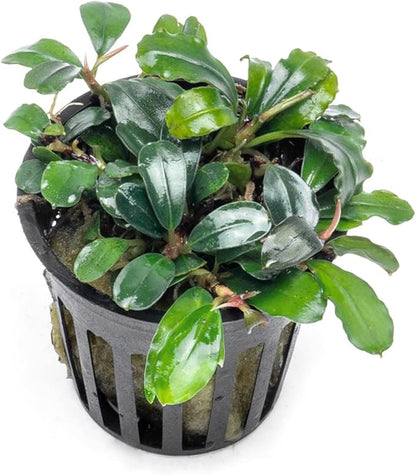 SubstrateSource Bucephalandra Brownie Blue Potted Live Aquarium Plant - Natural Freshwater Fish Tank Decorations, Aquatic Décor