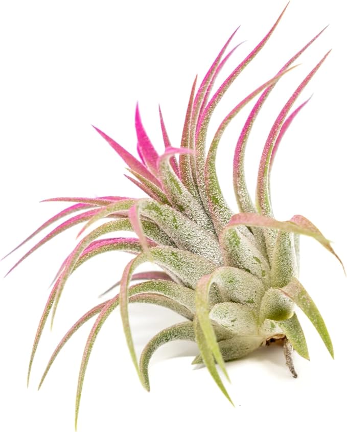 Fuchsia Colorful Tillandsia Air Plants - Long Lasting Color Enhanced Live Tillandsia Succulent House Plants - Home and Garden Decor - Easy Care Indoor/Outdoor Plants (Ionantha Rubra, Pack of 3)