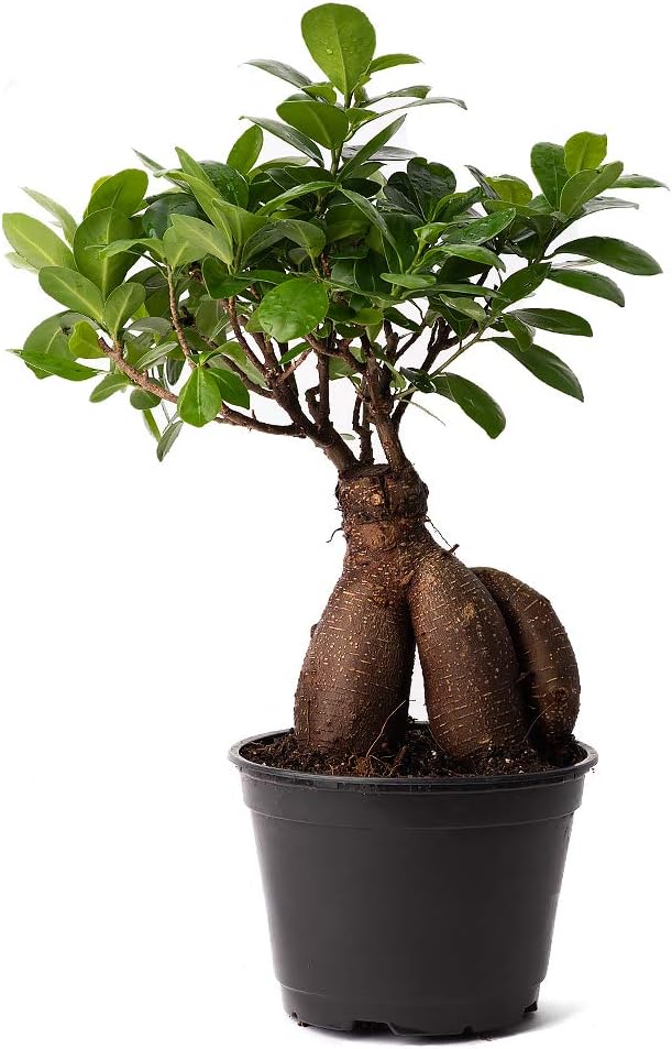 American Plant Exchange Ficus Ginseng Microcarpa – 6-Inch with Pot – Live Easy Care Bonsai Tree, Air Purifying Indoor Plant for Home, Office, or Zen Décor