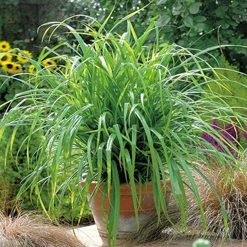 Outsidepride Carex Fresh Look Ornamental Grass Seed – 100 Pcs. Perennial, Low-Maintenance, Drought-Tolerant Grass Seeds with Low Growing Foliage for Borders, Ground Covers, & Outdoor Living Spaces