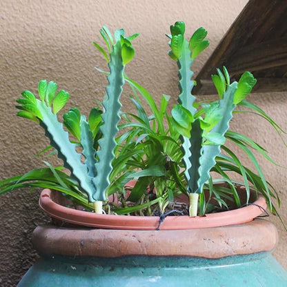Artificial Succulents Artificial Cactus Plant 2 Pack Fake Cactus Unpotted Artificial Succulent Plants Home Garden Office Indoor and Outdoor Decor