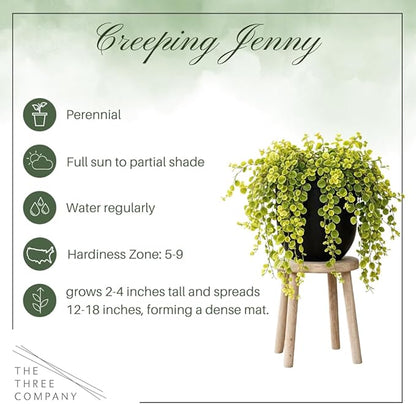 Creeping Jenny Live Plant (Lysimachia nummularia) - 2 Plants Per Pack - Healthy Trailing Perennial - Beautiful Accent Plant - 6" Tall by 4" Wide in 1 Pt Pot