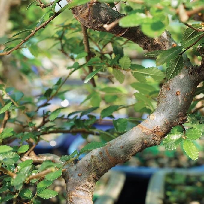 Brussel's Bonsai Live Chinese Elm Bonsai Outdoor Tree Gift Bundle - Medium Bonsai Tree - Bonsai Kit with Ceramic Bonsai Pot and Bonsai Soil