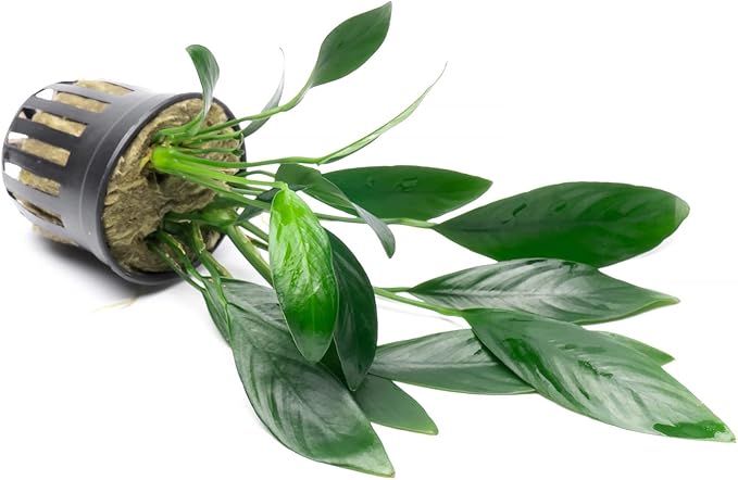 SubstrateSource Anubias Live Aquarium Plants - Potted Freshwater Plant for Fish Tanks, Terrariums - Beginner Friendly Low Light (Congensis, 3 Pots)