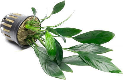 SubstrateSource Anubias Live Aquarium Plants - Potted Freshwater Plant for Fish Tanks, Terrariums - Beginner Friendly Low Light (Congensis, 3 Pots)