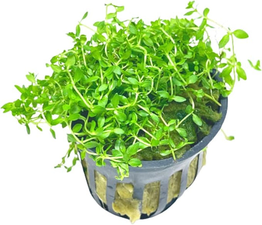 Mainam Pearl Weed Hemianthus Micranthemoides Potted US Nursery Live Aquarium Plants Decorations Freshwater Fish Tank Aquatic Plant3 Days Live Guaranteed