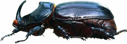 HEDO Rhinoceros Beetle Pheromone Trap with Lure and Bucket Trap to Control Damage in Coconut, Palm Areca & Other Ornamental Palm Species Pack of 5