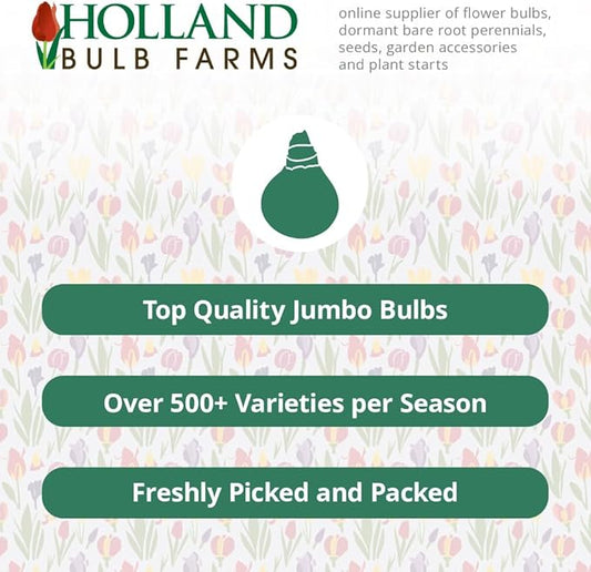 Go Chloe Bearded Iris Flower Bulb - Attracts Butterflies and Hummingbirds - Deer Resistant - Good as Cut Flowers - Naturalizing - Perennializing - Easy to Grow Live Plants - Outdoor Garden