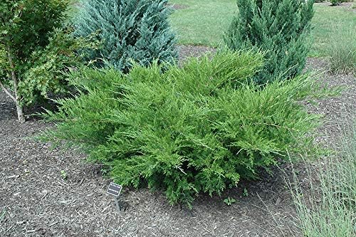 Sea Green Juniper - 40 Live Plants - Juniperus Chinensis - Hardy Evergreen Privacy Screen