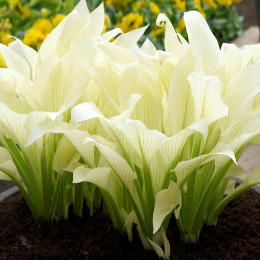 2pk White Feather Hosta Bare Roots - Perennial Cream & Green Foliage, Low-Maintenance Plant