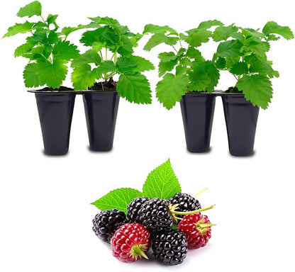Boysenberry Plant (4 Pack) | Live Fruit Plant for Planting | Large, Juicy & Sweet Berries | Thorny & High-Yielding Variety | Grow Your Own Food in Your Edible Organic Garden | Perfect for Fresh Eating