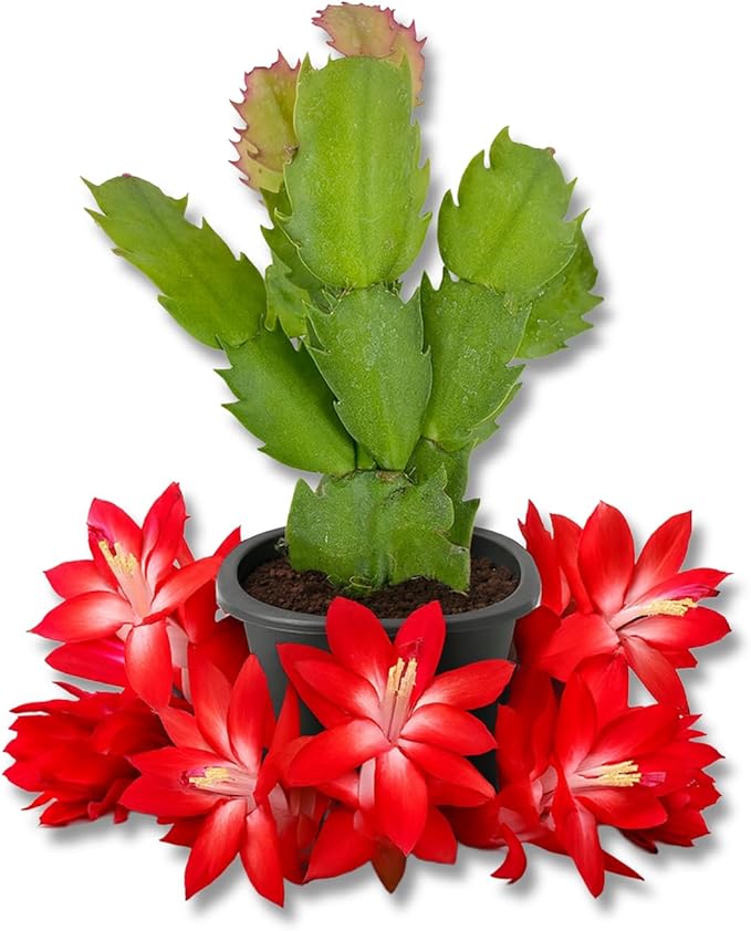 Red Christmas Cactus - Live Starter Plants - Schlumbergera Bridgesii - Beautiful Colorful Tropical Indoor Succulent