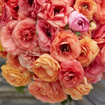 Eden Brothers Ranunculus Bulbs - Salmon