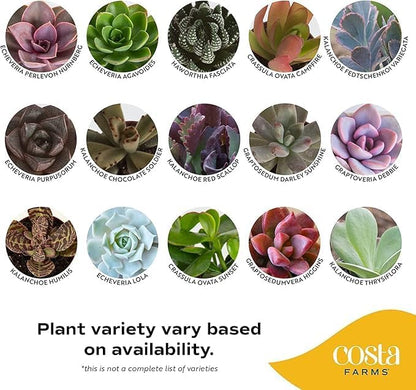 Costa Farms Succulents (6 Pack), Live Mini Succulent Plants, Grower's Choice Live Houseplants, Potted in Nursery Plant Pots, Potting Soil, Gift for Bulk Baby Shower, Bridal Shower, DIY Room Decor