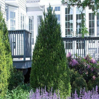 Steeds Holly I 40 Live Plants I Upright Ilex Crenata | Upright Evergreen Shrub for Privacy Screens, Hedges, and Ornamental Landscaping