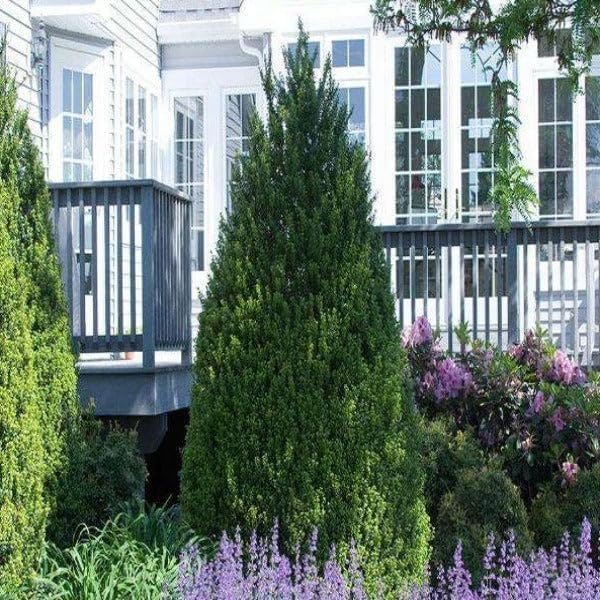 Steeds Holly I 30 Live Plants I Upright Ilex Crenata | Upright Evergreen Shrub for Privacy Screens, Hedges, and Ornamental Landscaping