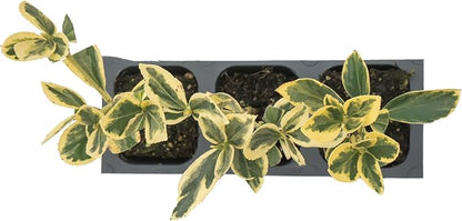 3 Silver King Euonymus, Live Plants – Euonymus Japonica – Hardy Variegated Evergreen Shrub in 2.5” Nursery Cubes – Low-Maintenance & Highly Adaptable for Landscaping
