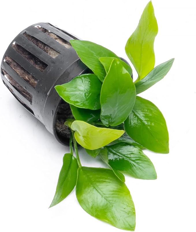 SubstrateSource Anubias Live Aquarium Plants - Potted Freshwater Plant for Fish Tanks, Terrariums - Beginner Friendly Low Light (Nana Golden, 5 Pots)