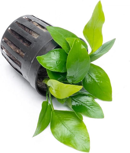 SubstrateSource Anubias Live Aquarium Plants - Potted Freshwater Plant for Fish Tanks, Terrariums - Beginner Friendly Low Light (Nana Golden, 1 Pot)