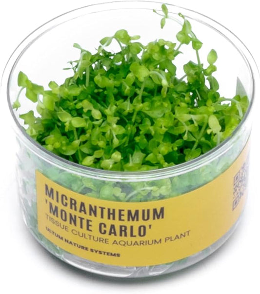 Ultum Nature Systems Micranthemum Monte Carlo Tissue Culture Live Plant for Aquarium, Aquascape, Freshwater Planted Fish Tanks - 100% Snail Free in Vitro