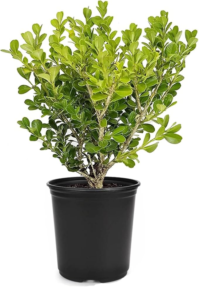 Japanese Boxwood | 1 Live 4 Inch Pot | Buxus Microphylla | Formal Evergreen Low Maintenance Hedge Plants