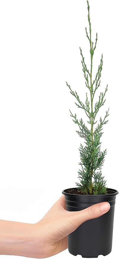 Italian Cypress | 10 Live 4 Inch Trees | Cupressus sempervirens | Narrow Evergreen Plants | Tall Privacy Landscaping | Upright Ornamental Outdoor Plant