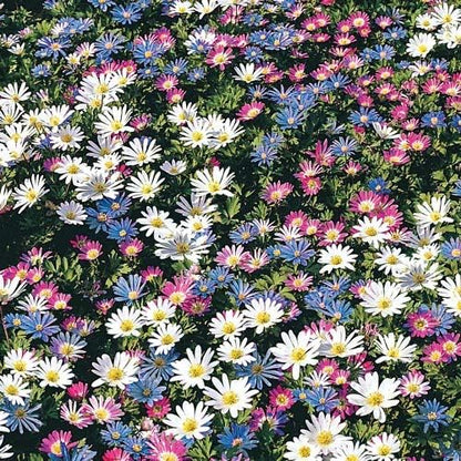 Anemone Blanda Mix Bulbs for Planting - Perennial, Attracts Bees & Showy Flowers | Blooms in Mid Spring, Easy to Grow & Maintain (12 Pack)