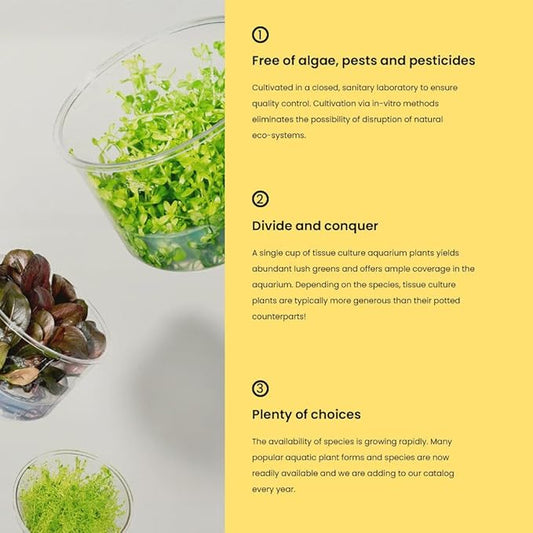 Ultum Nature Systems Live Tissue Culture - Rotala 'Blood Red' (Rotala rotundifolia) - Moderate - High Light - Deep Red Accent - Midground to Background - 100% Snail Free Grown in-Vitro - Regular Cup