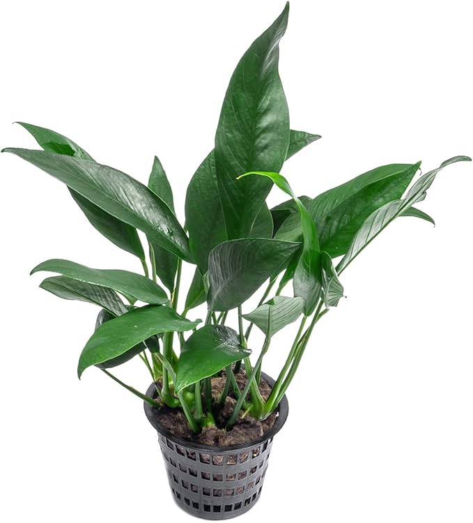 SubstrateSource Anubias Live Aquarium Plants - Potted Freshwater Plant for Fish Tanks, Terrariums - Beginner Friendly Low Light (Lanceolata, Mother Plant)