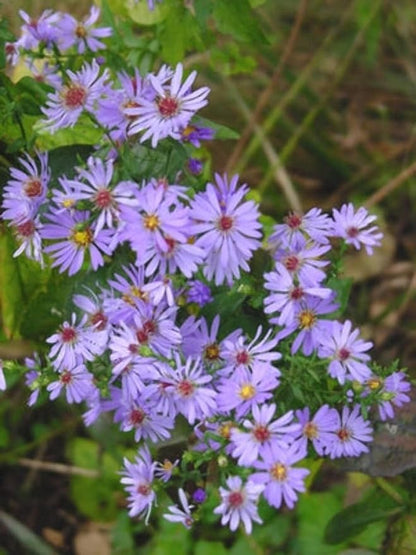 Perennial Farm Aster Laevis 'Bluebird' (Smooth Aster) – Live Perennial in #1 Container, Masses of Violet-Blue Blooms, Tall Upright Growth, Late Season, Pollinator Friendly, Ideal for Meadows & Borders